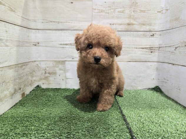 徳島県のトイプードル(トイ) (アミーゴ徳島沖浜店/2026年1月6日生まれ/女の子/レッドフォーン)の子犬の1枚目の画像