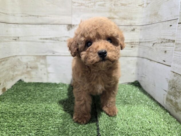 徳島県のトイプードル(トイ) (アミーゴ徳島沖浜店/2026年1月6日生まれ/女の子/レッドフォーン)の子犬の2枚目の画像