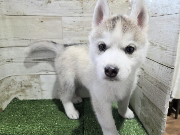 徳島県のシベリアンハスキー (アミーゴ徳島沖浜店/2026年1月5日生まれ/女の子/シルバーホワイト)の子犬の2枚目の画像