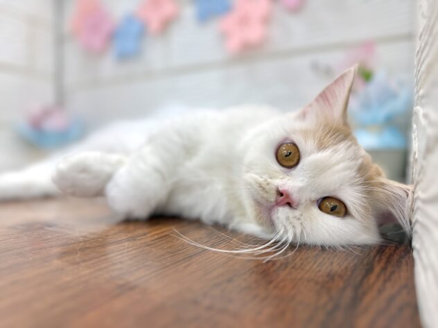 兵庫県のマンチカン (ワンキャラット アミーゴ姫路飾磨店/2025年7月7日生まれ/男の子/クリームタビーホワイト)の子猫の2枚目の画像