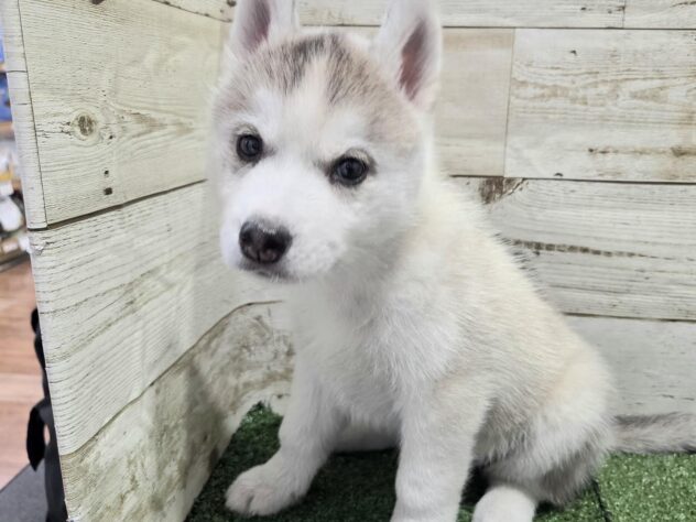 徳島県のシベリアンハスキー (アミーゴ徳島沖浜店/2026年1月5日生まれ/女の子/シルバーホワイト)の子犬の3枚目の画像