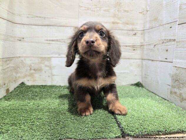 徳島県のミニチュアダックスフンド(ロング) (アミーゴ徳島沖浜店/2026年1月2日生まれ/男の子/チョコレートタン)の子犬の4枚目の画像