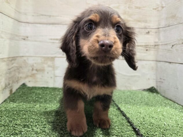 徳島県のミニチュアダックスフンド(ロング) (アミーゴ徳島沖浜店/2026年1月2日生まれ/男の子/チョコレートタン)の子犬の2枚目の画像