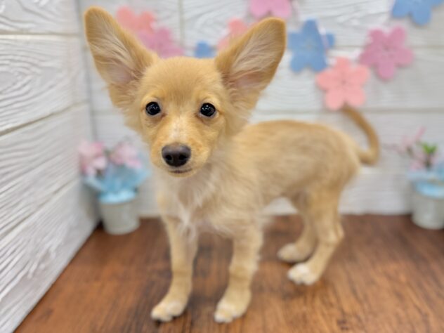 兵庫県のポメックス(ポメラニアン×ダックス) (ワンキャラット アミーゴ姫路飾磨店/2025年11月21日生まれ/女の子/ゴールド)の子犬の4枚目の画像