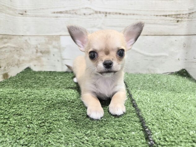 徳島県のチワワ(ロング) (アミーゴ徳島沖浜店/2026年1月10日生まれ/女の子/フォーンホワイト)の子犬の1枚目の画像