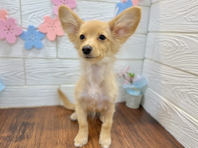 兵庫県のポメックス(ポメラニアン×ダックス) (ワンキャラット アミーゴ姫路飾磨店/2025年11月21日生まれ/女の子/ゴールド)の子犬の2枚目の画像