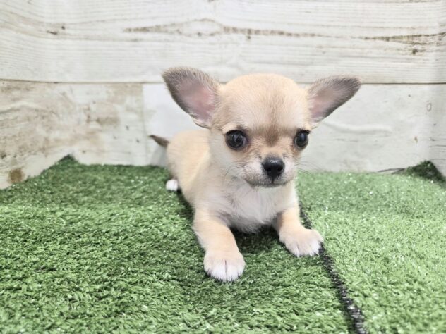 徳島県のチワワ(ロング) (アミーゴ徳島沖浜店/2026年1月10日生まれ/女の子/フォーンホワイト)の子犬の2枚目の画像