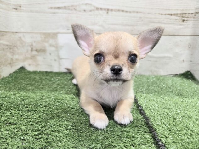 徳島県のチワワ(ロング) (アミーゴ徳島沖浜店/2026年1月10日生まれ/女の子/フォーンホワイト)の子犬の3枚目の画像