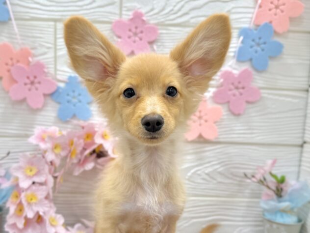 兵庫県のポメックス(ポメラニアン×ダックス) (ワンキャラット アミーゴ姫路飾磨店/2025年11月21日生まれ/女の子/ゴールド)の子犬の1枚目の画像