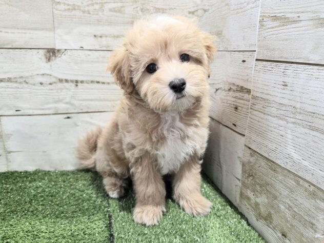 徳島県のハーフ犬・ミックス犬 (アミーゴ徳島沖浜店/2026年1月12日生まれ/男の子/クリーム)の子犬の3枚目の画像