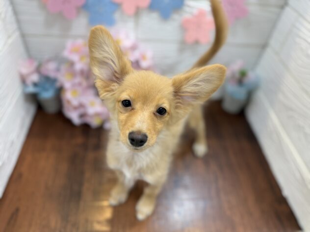 兵庫県のポメックス(ポメラニアン×ダックス) (ワンキャラット アミーゴ姫路飾磨店/2025年11月21日生まれ/女の子/ゴールド)の子犬の3枚目の画像