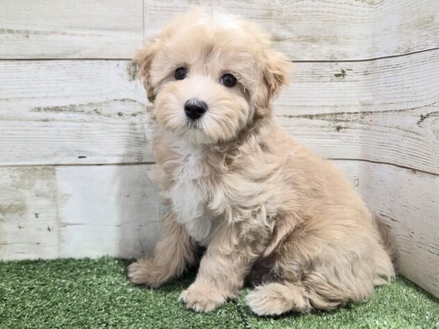 徳島県のハーフ犬・ミックス犬 (アミーゴ徳島沖浜店/2026年1月12日生まれ/男の子/クリーム)の子犬の2枚目の画像