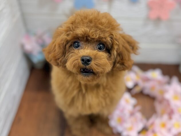 兵庫県のトイプードル(トイ) (ワンキャラット アミーゴ姫路飾磨店/2025年10月3日生まれ/女の子/レッド)の子犬の3枚目の画像