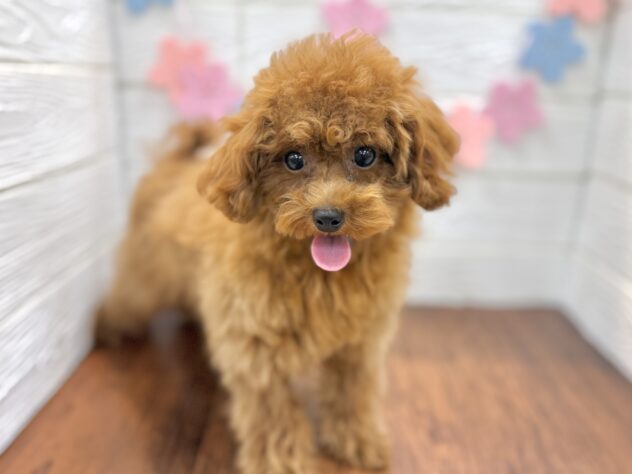 兵庫県のトイプードル(トイ) (ワンキャラット アミーゴ姫路飾磨店/2025年10月3日生まれ/女の子/レッド)の子犬の2枚目の画像