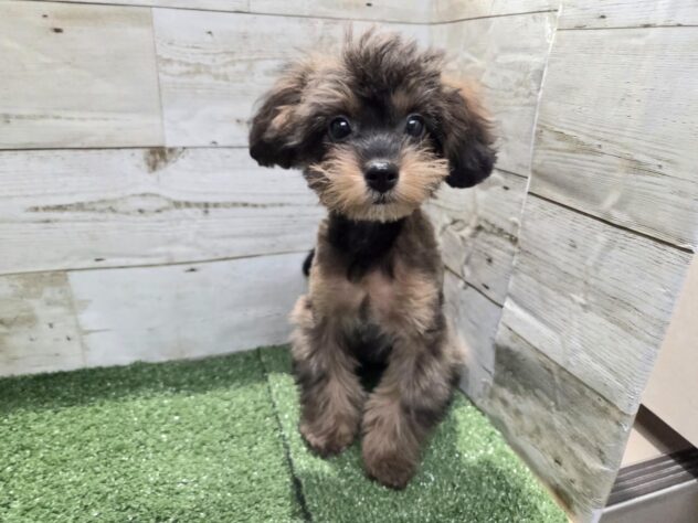 徳島県のハーフ犬・ミックス犬 (アミーゴ徳島沖浜店/2025年12月14日生まれ/女の子/ブリンドル)の子犬