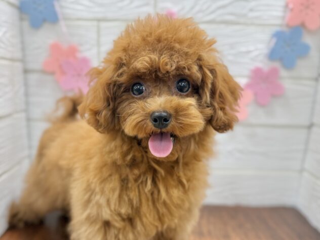 兵庫県のトイプードル(トイ) (ワンキャラット アミーゴ姫路飾磨店/2025年10月3日生まれ/女の子/レッド)の子犬の1枚目の画像