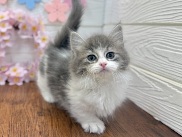 兵庫県のマンチカン (ワンキャラット アミーゴ姫路飾磨店/2026年2月2日生まれ/女の子/ブルータビーホワイト)の子猫の2枚目の画像