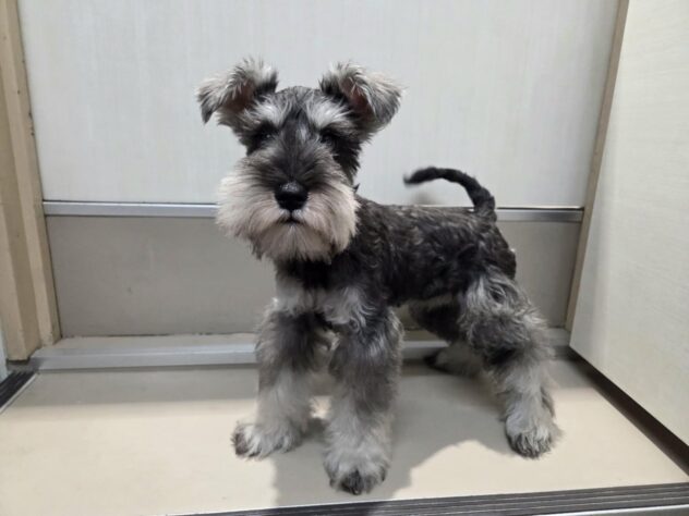 徳島県のミニチュアシュナウザー (アミーゴ徳島沖浜店/2025年11月18日生まれ/女の子/ソルトペッパー)の子犬