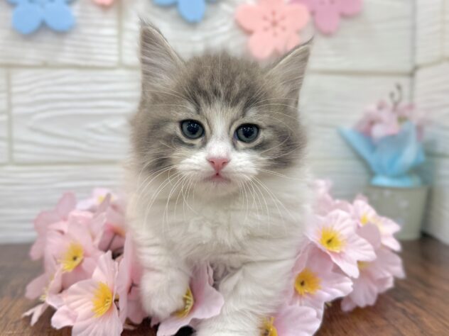 兵庫県のマンチカン (ワンキャラット アミーゴ姫路飾磨店/2026年2月2日生まれ/女の子/ブルータビーホワイト)の子猫の1枚目の画像