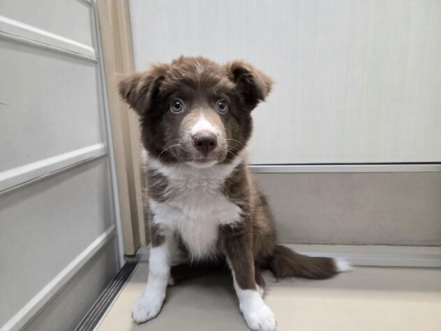 徳島県のボーダーコリー (アミーゴ徳島沖浜店/2025年12月13日生まれ/女の子/チョコレートホワイト)の子犬