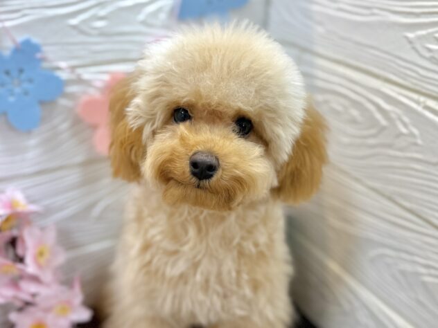 兵庫県のトイプードル(トイ) (ワンキャラット アミーゴ姫路飾磨店/2025年10月9日生まれ/男の子/オレンジフォーン)の子犬の1枚目の画像