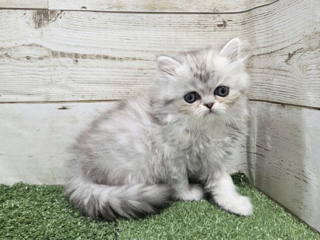 徳島県のエキゾチック (アミーゴ徳島沖浜店/2026年1月25日生まれ/女の子/シルバータビー)の子猫