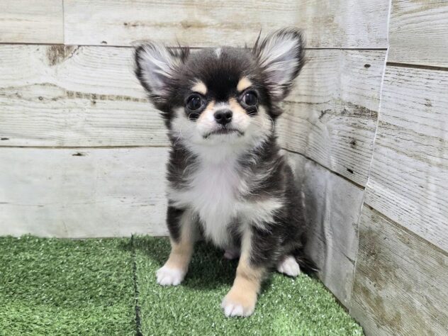 徳島県のチワワ(ロング) (アミーゴ徳島沖浜店/2026年1月3日生まれ/男の子/ブラックタンホワイト)の子犬