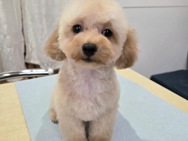 徳島県のトイプードル(トイ) (アミーゴ徳島沖浜店/2025年12月3日生まれ/男の子/オレンジフォーン)の子犬