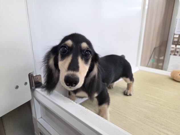 徳島県のミニチュアダックスフンド(ロング) (アミーゴ徳島沖浜店/2025年11月18日生まれ/女の子/ブラックイエロー)の子犬