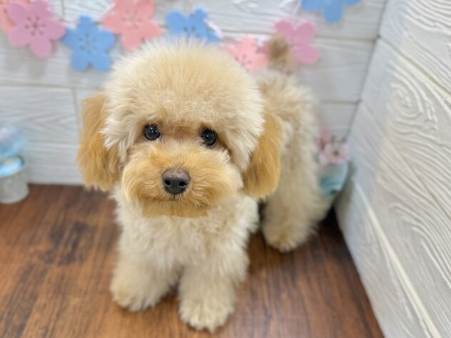 兵庫県のトイプードル(トイ) (ワンキャラット アミーゴ姫路飾磨店/2025年10月9日生まれ/男の子/オレンジフォーン)の子犬の3枚目の画像