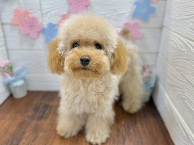 兵庫県のトイプードル(トイ) (ワンキャラット アミーゴ姫路飾磨店/2025年10月9日生まれ/男の子/オレンジフォーン)の子犬の2枚目の画像