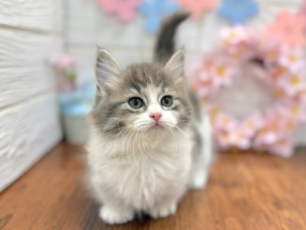 兵庫県のマンチカン (ワンキャラット アミーゴ姫路飾磨店/2026年2月2日生まれ/女の子/ブルータビーホワイト)の子猫の4枚目の画像