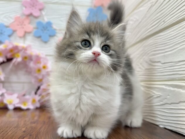 兵庫県のマンチカン (ワンキャラット アミーゴ姫路飾磨店/2026年2月2日生まれ/女の子/ブルータビーホワイト)の子猫の3枚目の画像