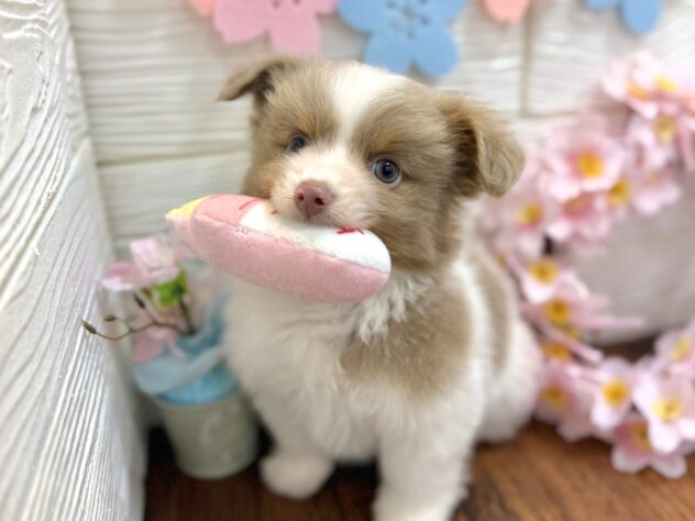 兵庫県のハーフ犬・ミックス犬 (ワンキャラット アミーゴ姫路飾磨店/2026年1月20日生まれ/男の子/ホワイトイザベラタン)の子犬の2枚目の画像