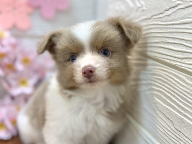 兵庫県のハーフ犬・ミックス犬 (ワンキャラット アミーゴ姫路飾磨店/2026年1月20日生まれ/男の子/ホワイトイザベラタン)の子犬の1枚目の画像