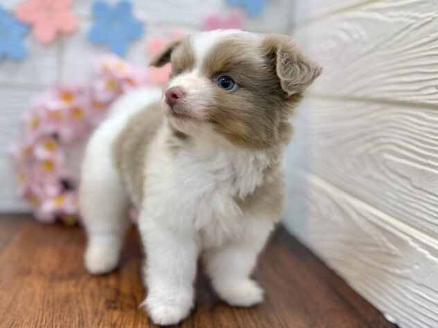 兵庫県のハーフ犬・ミックス犬 (ワンキャラット アミーゴ姫路飾磨店/2026年1月20日生まれ/男の子/ホワイトイザベラタン)の子犬の3枚目の画像