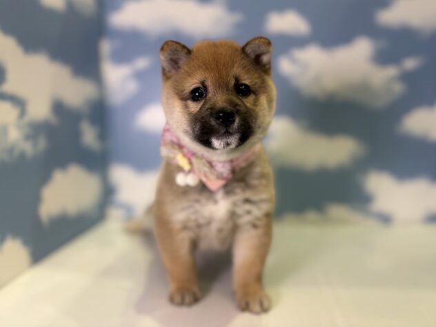 山形県の豆柴 (アミーゴ山形北店/2026年1月1日生まれ/女の子/赤)の子犬