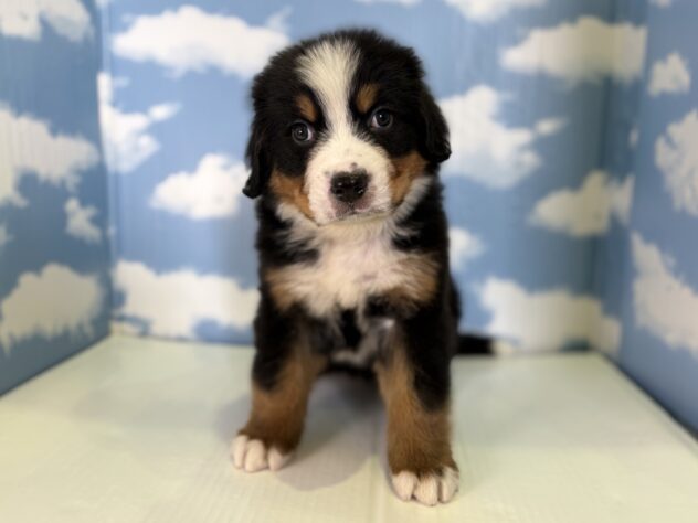 山形県のバーニーズマウンテンドッグ (アミーゴ山形北店/2026年1月10日生まれ/男の子/ブラックラストホワイト)の子犬