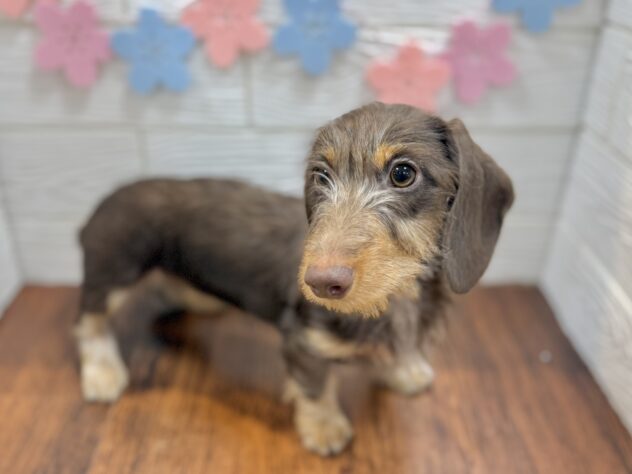 兵庫県のミニチュアダックスフンド(ロング) (ワンキャラット アミーゴ姫路飾磨店/2025年10月24日生まれ/女の子/チョコレートタン)の子犬の3枚目の画像