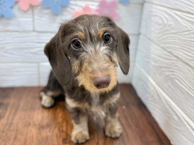 兵庫県のミニチュアダックスフンド(ロング) (ワンキャラット アミーゴ姫路飾磨店/2025年10月24日生まれ/女の子/チョコレートタン)の子犬の1枚目の画像