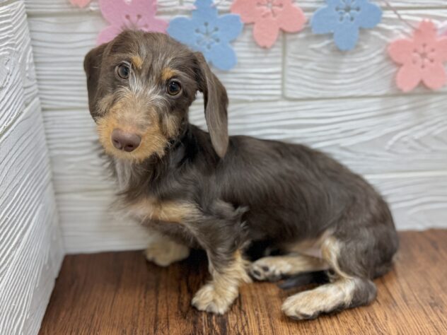 兵庫県のミニチュアダックスフンド(ロング) (ワンキャラット アミーゴ姫路飾磨店/2025年10月24日生まれ/女の子/チョコレートタン)の子犬の2枚目の画像