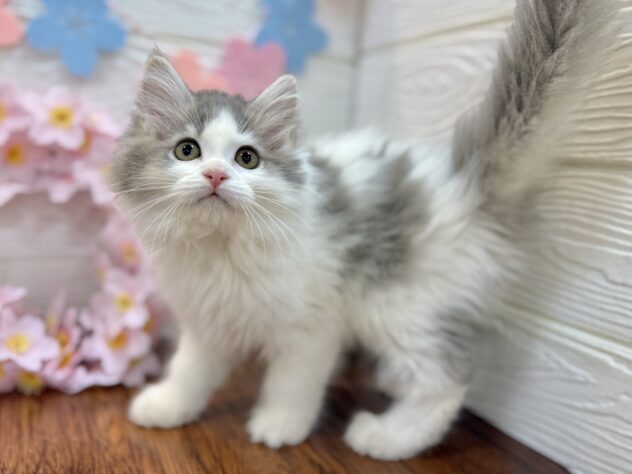 兵庫県のサイベリアン (ワンキャラット アミーゴ姫路飾磨店/2026年1月18日生まれ/女の子/ブルーホワイト)の子猫の2枚目の画像