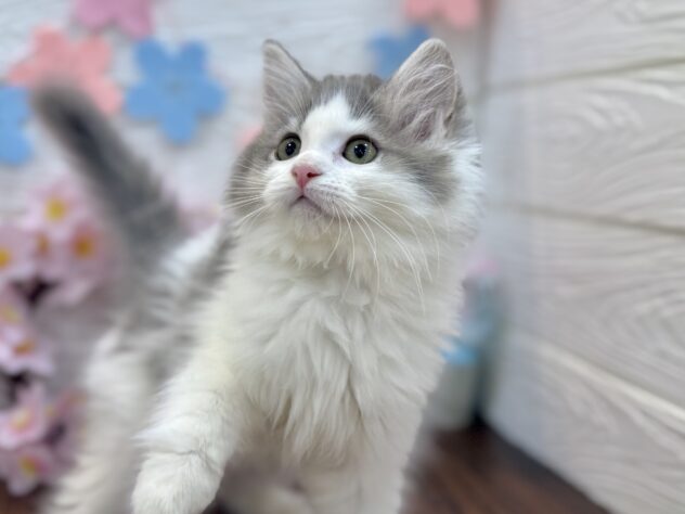 兵庫県のサイベリアン (ワンキャラット アミーゴ姫路飾磨店/2026年1月18日生まれ/女の子/ブルーホワイト)の子猫の3枚目の画像