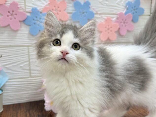 兵庫県のサイベリアン (ワンキャラット アミーゴ姫路飾磨店/2026年1月18日生まれ/女の子/ブルーホワイト)の子猫の1枚目の画像