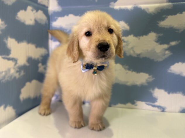 山形県のゴールデンレトリバー (アミーゴ山形北店/2026年1月20日生まれ/男の子/ゴールデン)の子犬