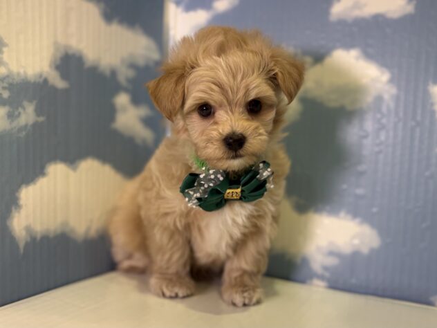 山形県のハーフ犬・ミックス犬 (アミーゴ山形北店/2026年1月20日生まれ/男の子/クリーム)の子犬の2枚目の画像