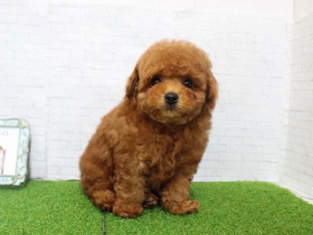 兵庫県のトイプードル(トイ) (ペット・プラザ アミーゴ尼崎昭和通店/2026年1月20日生まれ/男の子/レッドフォーン)の子犬の1枚目の画像