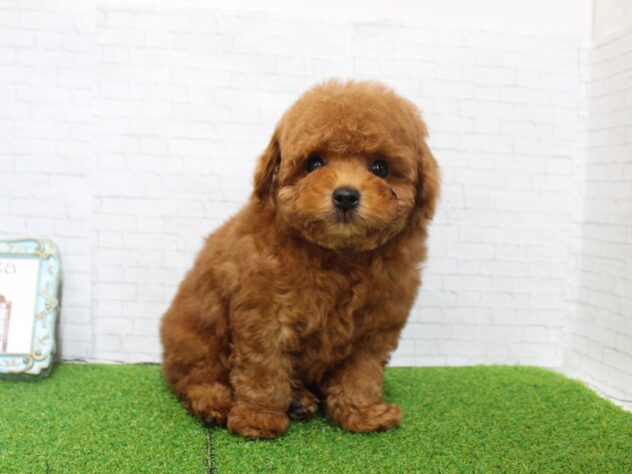 兵庫県のトイプードル(トイ) (ペット・プラザ アミーゴ尼崎昭和通店/2026年1月20日生まれ/男の子/レッドフォーン)の子犬の1枚目の画像