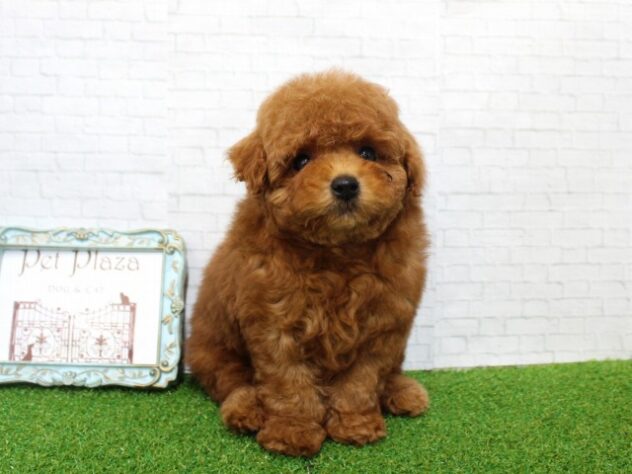 兵庫県のトイプードル(トイ) (ペット・プラザ アミーゴ尼崎昭和通店/2026年1月20日生まれ/男の子/レッドフォーン)の子犬の2枚目の画像