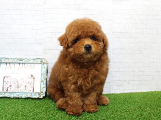 兵庫県のトイプードル(トイ) (ペット・プラザ アミーゴ尼崎昭和通店/2026年1月20日生まれ/男の子/レッドフォーン)の子犬の2枚目の画像